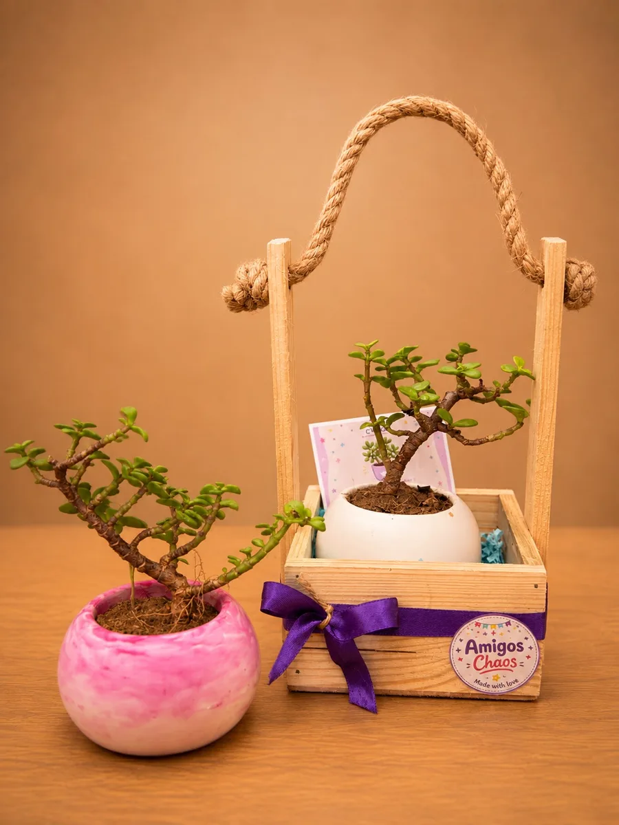 Lucky Jade Hamper — jade plant in hanging wooden crate